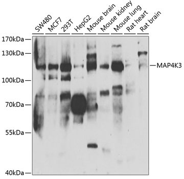 MAP4K3 Rabbit Polyclonal Antibody