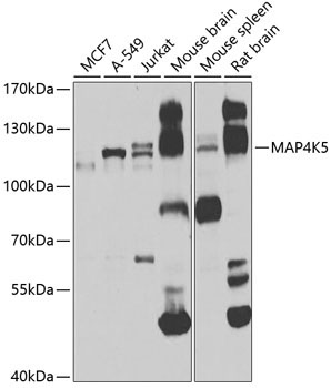 MAP4K5 Rabbit Polyclonal Antibody