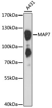 MAP7 Rabbit Polyclonal Antibody