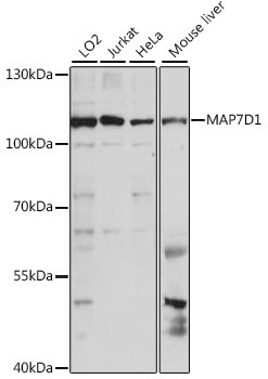 MAP7D1 Rabbit Polyclonal Antibody