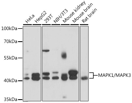 MAPK1/MAPK3 Rabbit Polyclonal Antibody