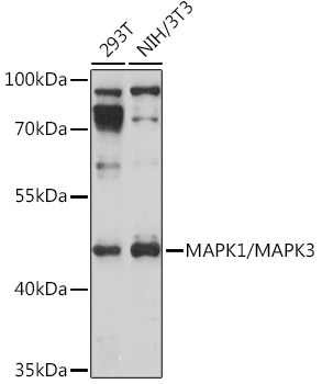 MAPK1/MAPK3 Rabbit Polyclonal Antibody