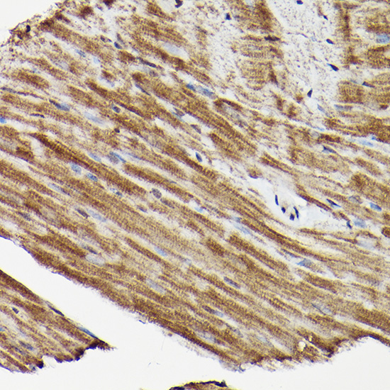 MAPK1/MAPK3 Rabbit Polyclonal Antibody - Image 3