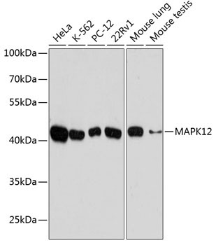 MAPK12 Rabbit Polyclonal Antibody