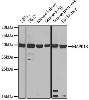 MAPK13 Rabbit Polyclonal Antibody