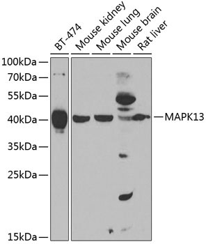 MAPK13 Rabbit Polyclonal Antibody