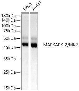 MAPKAPK-2/MK2 Rabbit Monoclonal Antibody