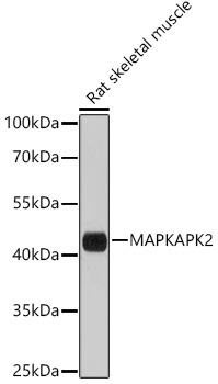 MAPKAPK-2/MK2 Rabbit Polyclonal Antibody