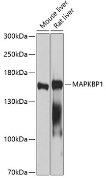 MAPKBP1 Rabbit Polyclonal Antibody