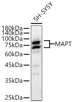 MAPT Rabbit Polyclonal Antibody