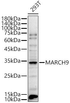MARCH9 Rabbit Polyclonal Antibody