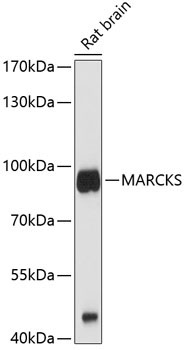 MARCKS Rabbit Polyclonal Antibody