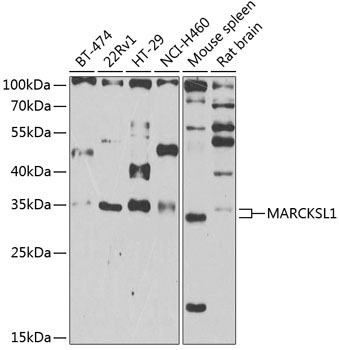 MARCKSL1 Rabbit Polyclonal Antibody