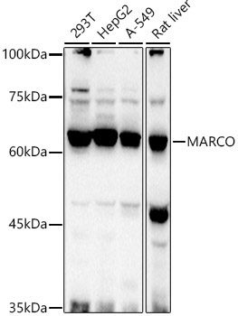 MARCO Rabbit Polyclonal Antibody