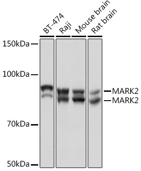 MARK2 Rabbit Monoclonal Antibody