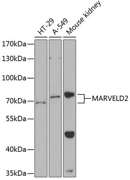 MARVELD2 Rabbit Polyclonal Antibody