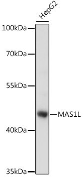 MAS1L Rabbit Polyclonal Antibody