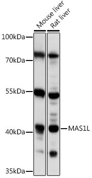 MAS1L Rabbit Polyclonal Antibody