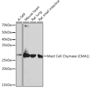 Mast Cell Chymase (CMA1) Rabbit Monoclonal Antibody
