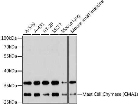 Mast Cell Chymase (CMA1) Rabbit Polyclonal Antibody