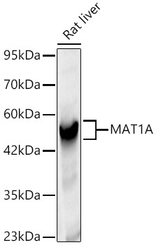 MAT1A Rabbit Polyclonal Antibody