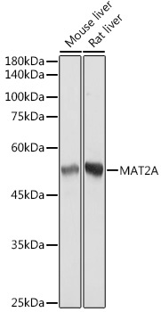 MAT2A Rabbit Monoclonal Antibody