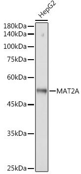 MAT2A Rabbit Monoclonal Antibody - Image 2