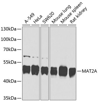 MAT2A Rabbit Polyclonal Antibody