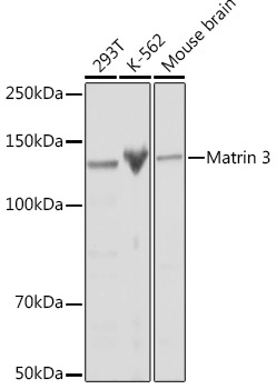 Matrin 3 Rabbit Monoclonal Antibody