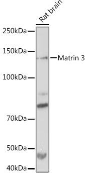 Matrin 3 Rabbit Monoclonal Antibody - Image 2