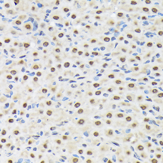 Matrin 3 Rabbit Monoclonal Antibody - Image 3