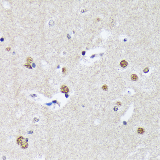 Matrin 3 Rabbit Monoclonal Antibody - Image 4