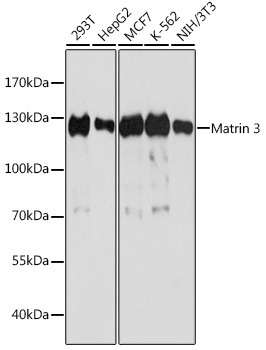 Matrin 3 Rabbit Polyclonal Antibody