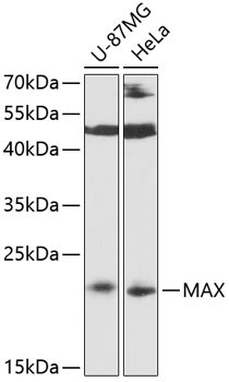 MAX Rabbit Polyclonal Antibody