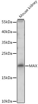 MAX Rabbit Polyclonal Antibody
