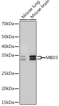 MBD3 Rabbit Monoclonal Antibody - Image 2
