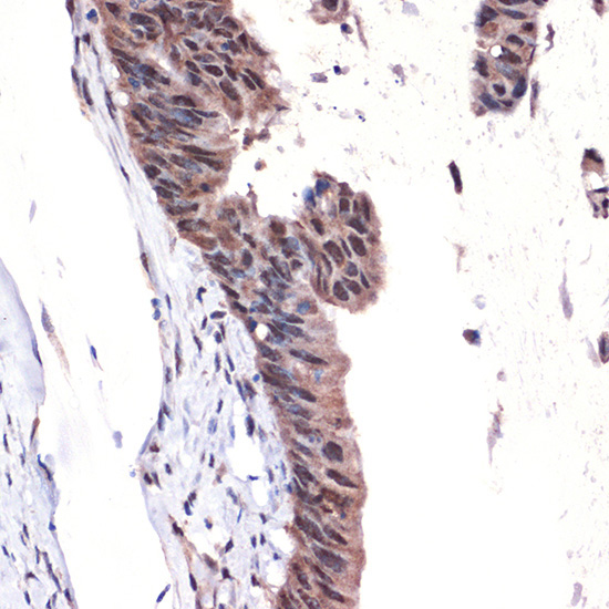 MBD3 Rabbit Monoclonal Antibody - Image 3
