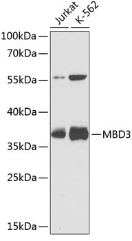MBD3 Rabbit Polyclonal Antibody