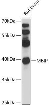 MBIP Rabbit Polyclonal Antibody