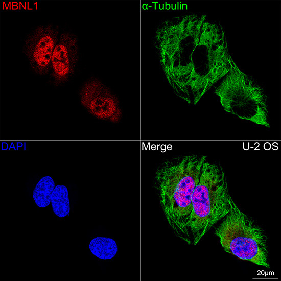 MBNL1 Rabbit Monoclonal Antibody - Image 2