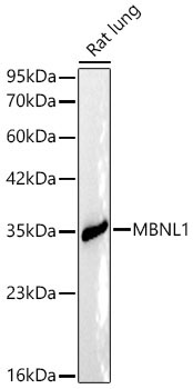 MBNL1 Rabbit Polyclonal Antibody