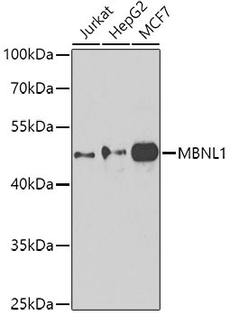 MBNL1 Rabbit Polyclonal Antibody