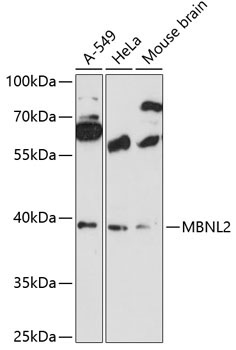 MBNL2 Rabbit Polyclonal Antibody