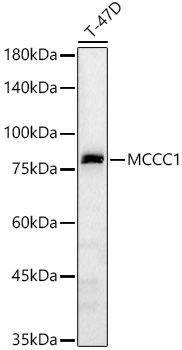 MCCC1 Rabbit Polyclonal Antibody