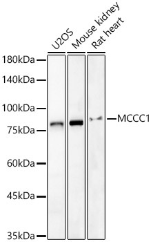 MCCC1 Rabbit Polyclonal Antibody - Image 2
