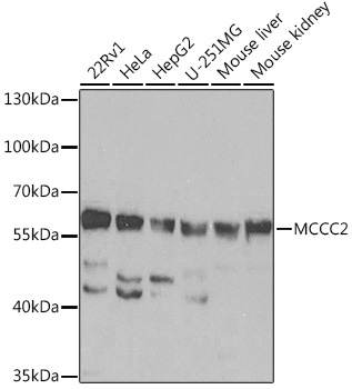 MCCC2 Rabbit Polyclonal Antibody