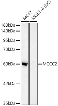 MCCC2 Rabbit Polyclonal Antibody