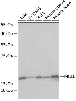 MCEE Rabbit Polyclonal Antibody