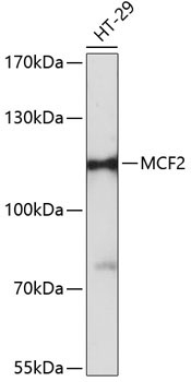 MCF2 Rabbit Polyclonal Antibody