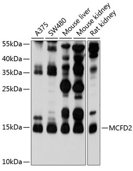 MCFD2 Rabbit Polyclonal Antibody